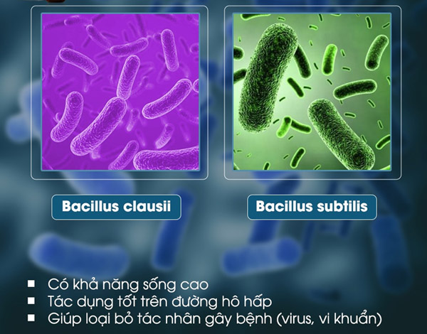 Lợi khuẩn Bacillus clausii và Bacillus subtilis có tác dụng tốt với đường hô hấp